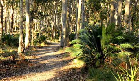Square Head Track 2 - Tourism Noosa 0