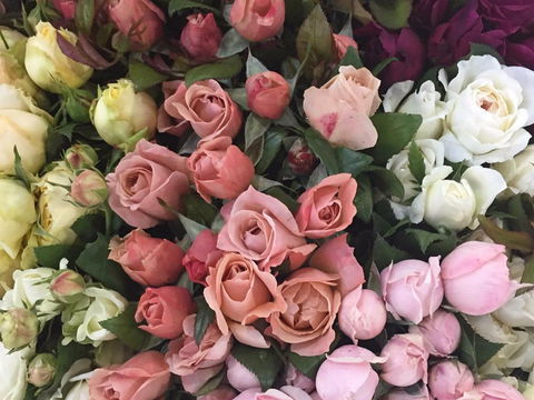 Sydney Flower Market - Tourism Noosa 0