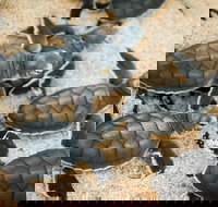 Turtle Nesting Season - Tourism Noosa