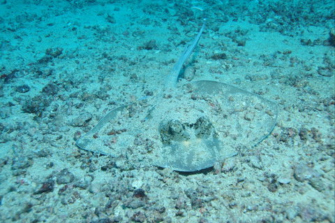Cobia Hole Dive Site - Tourism Noosa 2