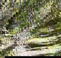 Euglah Rock Walking Track - Tourism Noosa