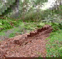 Forest Walking Track Gibraltar Range National Park - Tourism Noosa