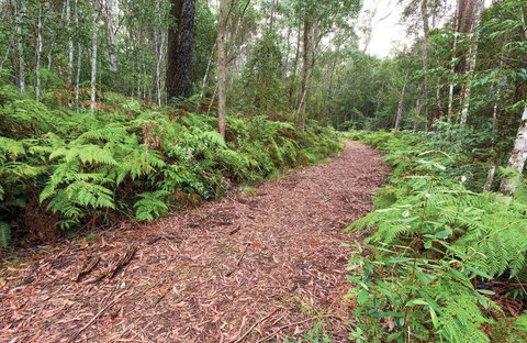 Forest Walking Track, Gibraltar Range National Park - Tourism Noosa 0