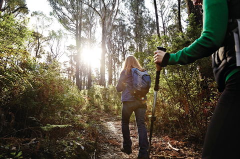 Kinglake National Park - Tourism Noosa 0