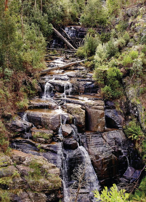 Kinglake National Park - Tourism Noosa 1
