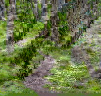 Mount Canobolas State Conservation Area - Tourism Noosa