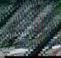 Old Tambo Downhill Mountain Bike Track - Tourism Noosa