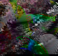 Sunshine Reef - Tourism Noosa