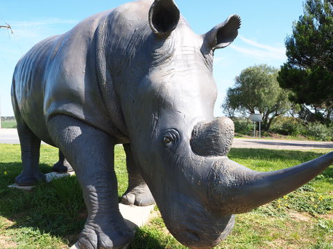 Tailem Bend Rhino Park And Dickson Reserve - Tourism Noosa 0