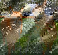 Visit an alpaca farm and get up and personal with these gentle and unique animals - Tourism Noosa