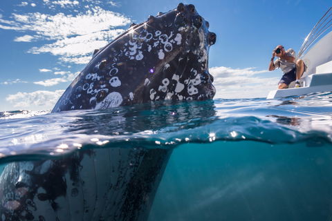 Whale Watching - Tourism Noosa 0