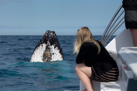 Whale Watching - Tourism Noosa 1