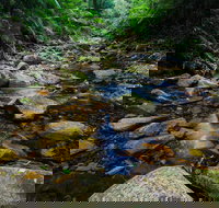 Willi Willi National Park - Tourism Noosa