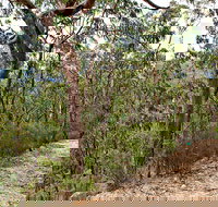 Yango Walking Track - Tourism Noosa