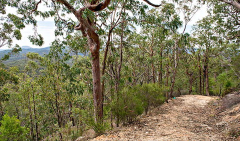 Yango Walking Track - Tourism Noosa 0