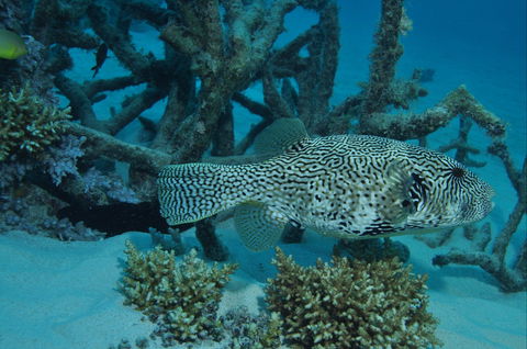 Beaver Reef Dive Site - Tourism Noosa 1