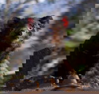 Bonorong Wildlife Sanctuary - Tourism Noosa