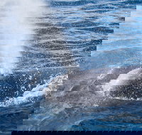 Bremer Bay Canyon - Tourism Noosa