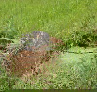 Brocks Creek Chinatown and Temple Site - Tourism Noosa