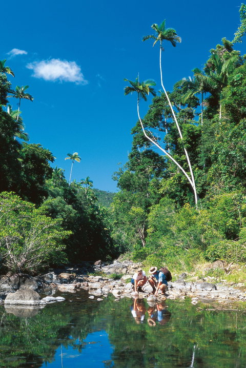 Cedar Creek Falls - Tourism Noosa 2