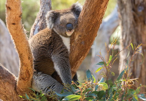 Cleland Wildlife Park - Tourism Noosa 0
