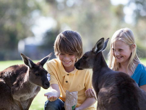 Cleland Wildlife Park - Tourism Noosa 1