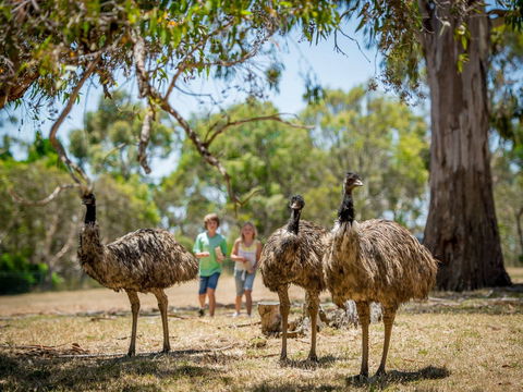 Cleland Wildlife Park - Tourism Noosa 2