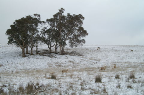 Crookwell Wind Farm - Tourism Noosa 2