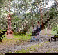 Currawong Bush Park - Tourism Noosa