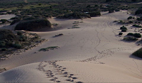 Foreshore Walk, Mungo National Park - Tourism Noosa 0