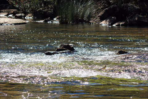 Frere's Crossing Bushwalk - Tourism Noosa 1