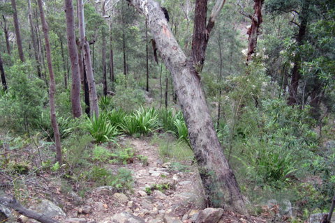 Frere's Crossing Bushwalk - Tourism Noosa 2