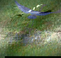 Germein Reserve - Tourism Noosa