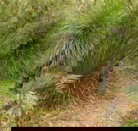 Grass Tree Circuit - Tourism Noosa