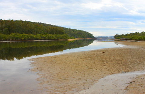 Mangrove Walk - Tourism Noosa 0