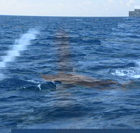 Minyama - Tourism Noosa