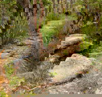 Mount Olive Trail - Tourism Noosa