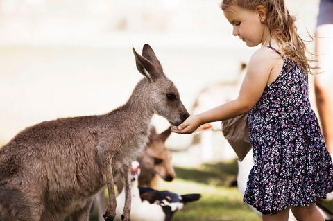 Oakvale Wildlife Park - Tourism Noosa 1