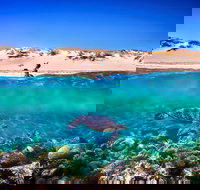 Snorkel the Ningaloo Reef - Tourism Noosa