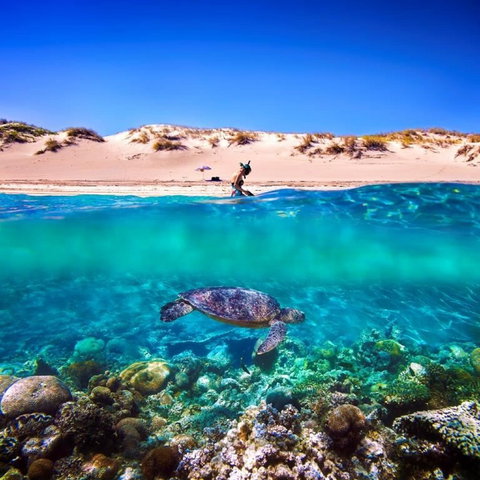 Snorkel The Ningaloo Reef - Tourism Noosa 0