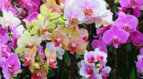 Tinonee Orchid Nursery - Tourism Noosa 0