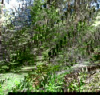 Tyers Park - Tourism Noosa