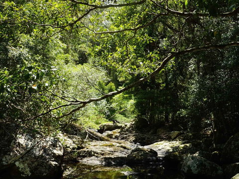 Witta - Tourism Noosa 0