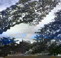 Bilston's Tree - Tourism Noosa