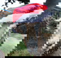 Bream Creek Farmers Market - Tourism Noosa