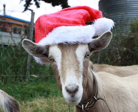 Bream Creek Farmers Market - Tourism Noosa 0