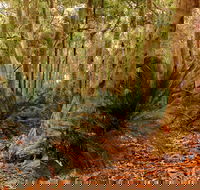 Burrawang Walking Track - Tourism Noosa