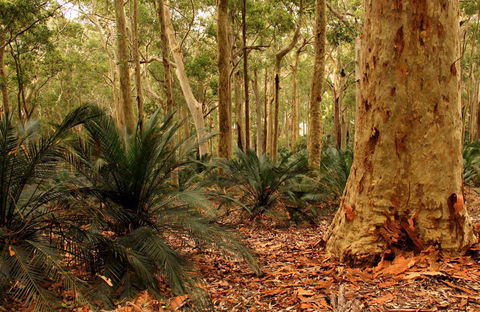 Burrawang Walking Track - Tourism Noosa 0