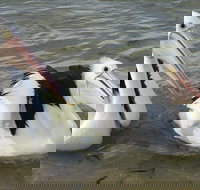 Chinaman Wells - Tourism Noosa