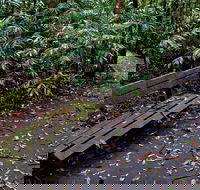 Coombadjha Nature Stroll - Tourism Noosa